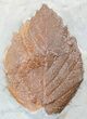 Two Paleocene Fossil Leaves (Zizyphoides & Beringiaphyllum) - Montana #55142-1